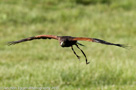 Roofvogels